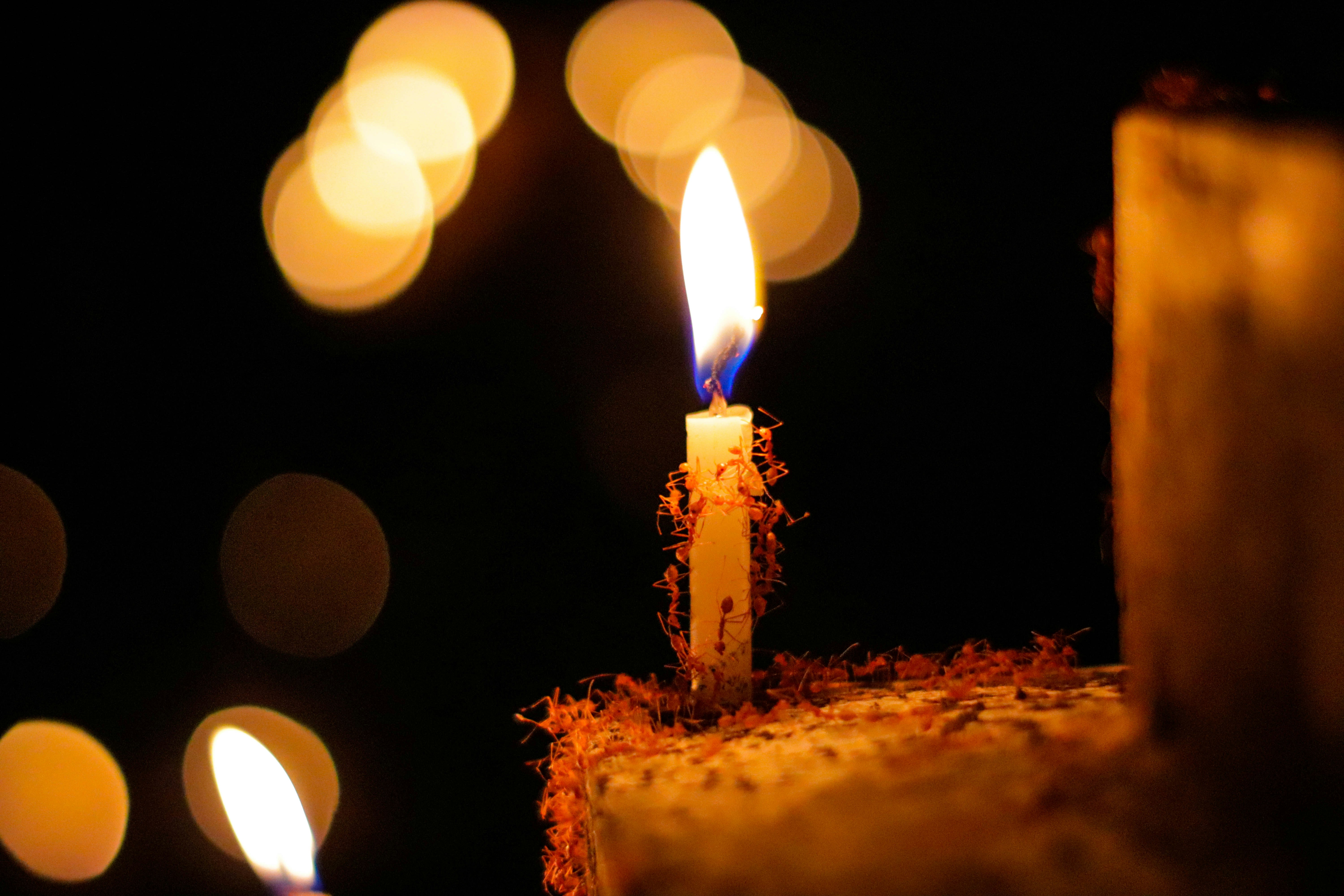 Enchanted Forest Candle