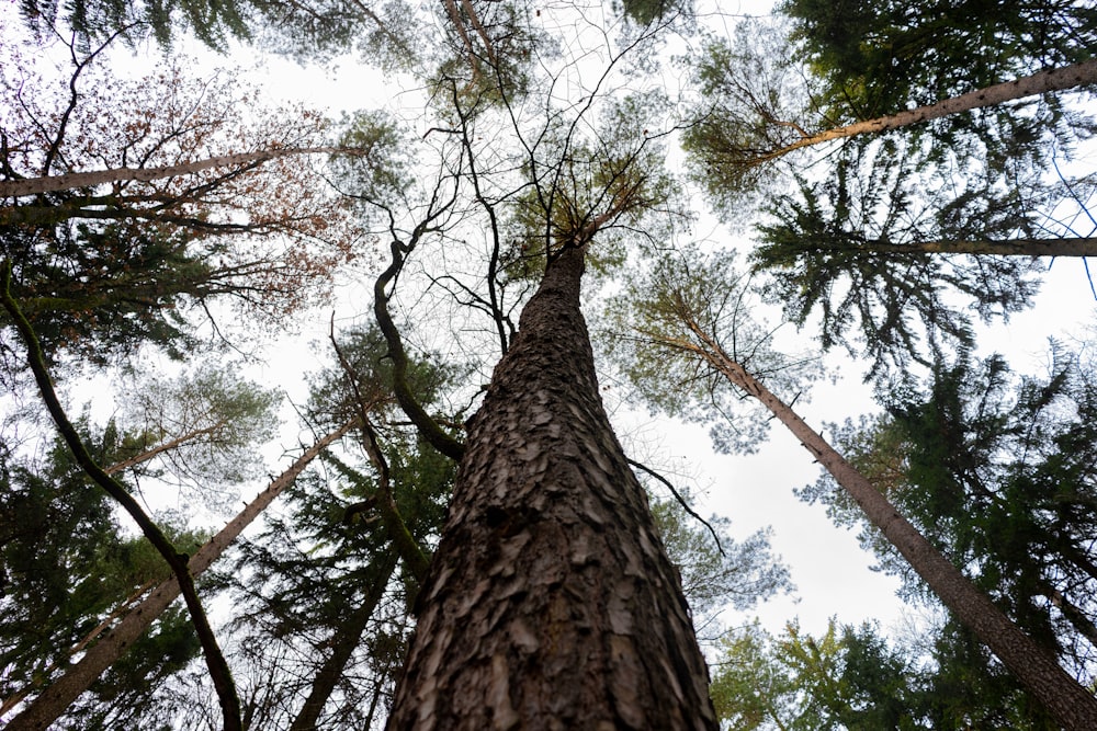 low angle photography of tall tree during daytime