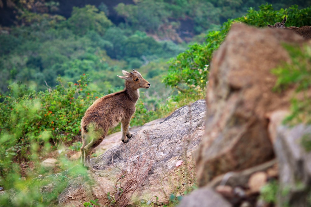 Photographie sélective de cerfs sur une colline escarpée pendant la journée