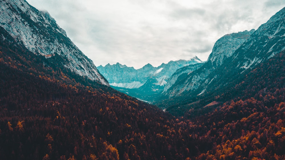 Fotografia aerea della foresta di alberi marroni vicino alle montagne rocciose durante il giorno