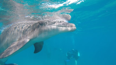 A dolphin swims near the surface of clear ocean water, with its smooth skin glistening under the sunlight. Below, a scuba diver with gear explores the underwater environment.