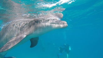 A dolphin swims near the surface of clear ocean water, with its smooth skin glistening under the sunlight. Below, a scuba diver with gear explores the underwater environment.