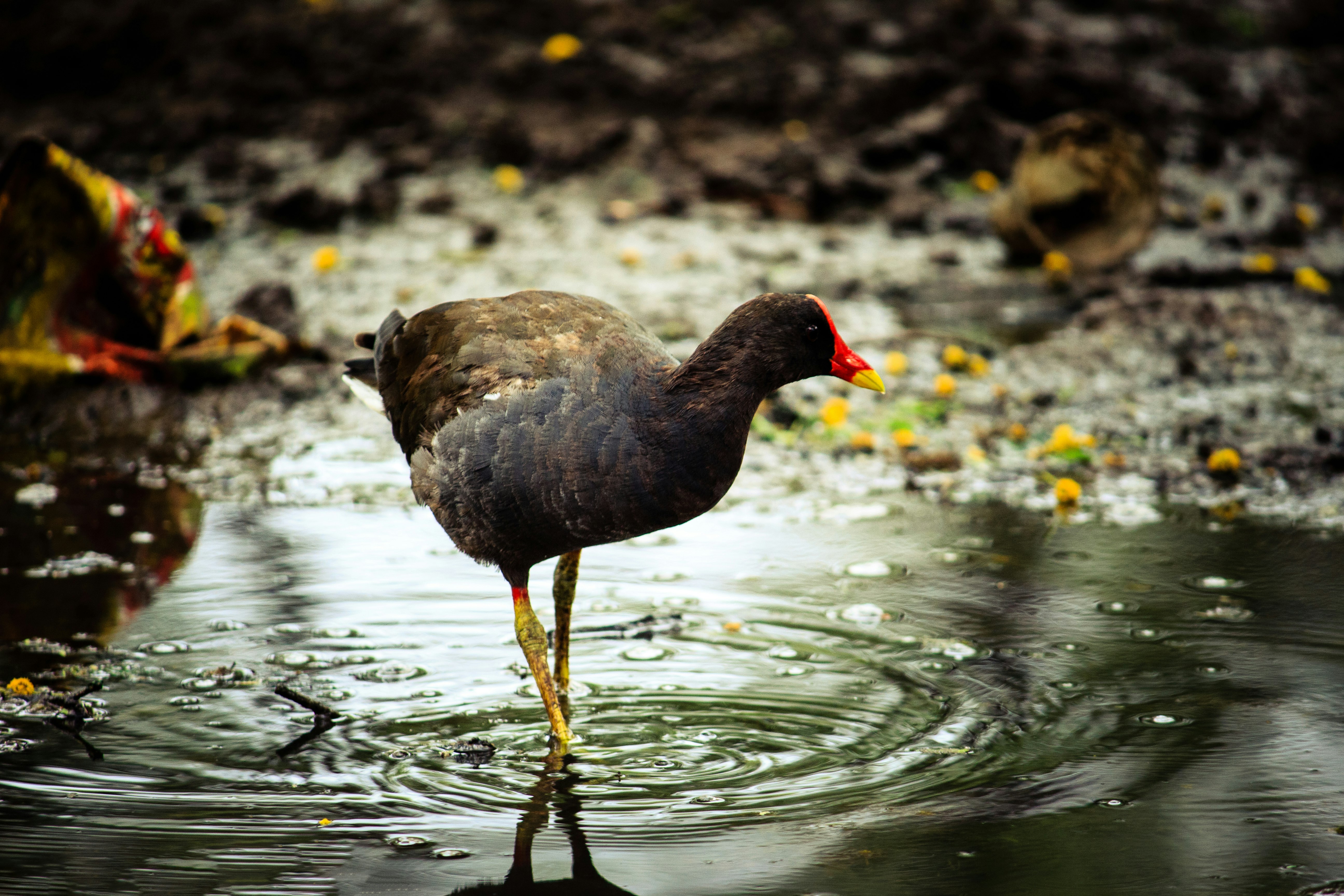 black bird on river