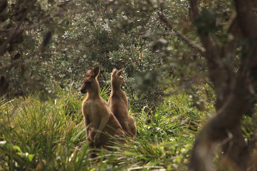 two brown kangaroo