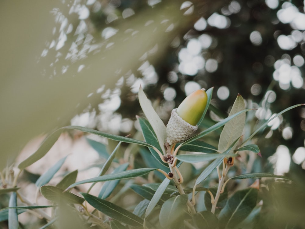 green fruit