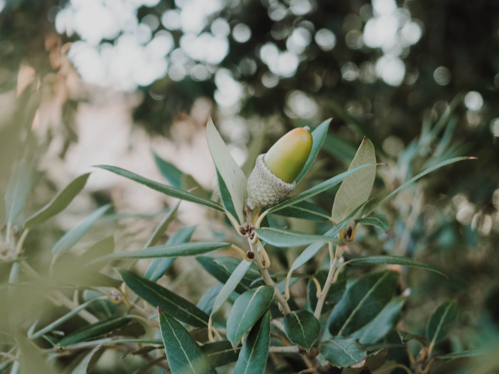 green leaves