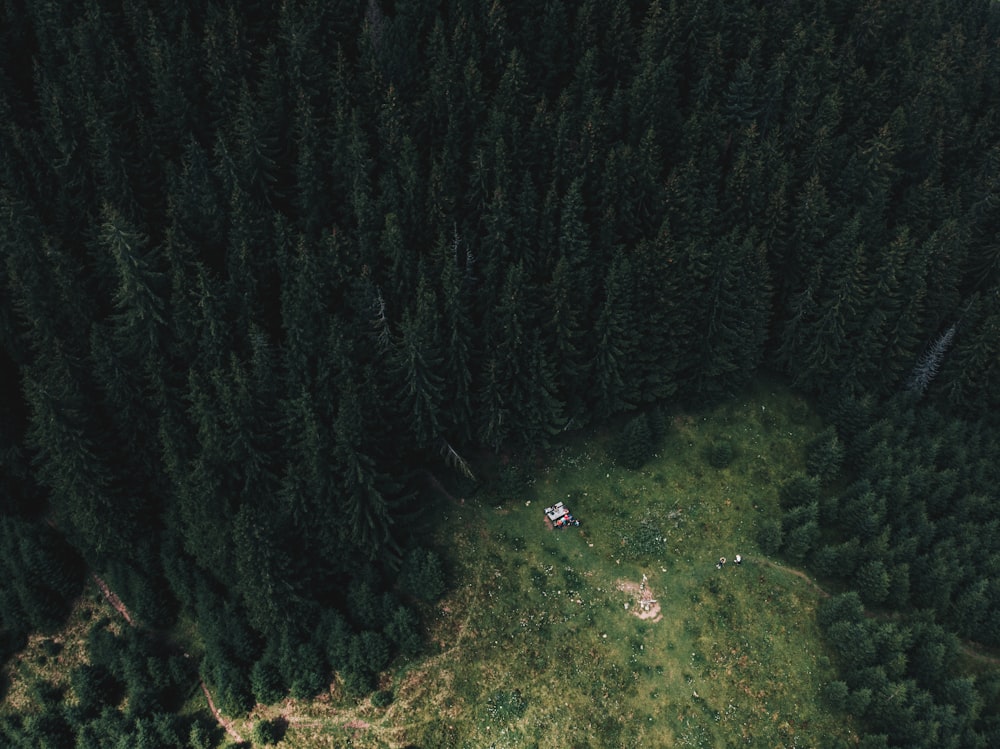 aerial view of trees