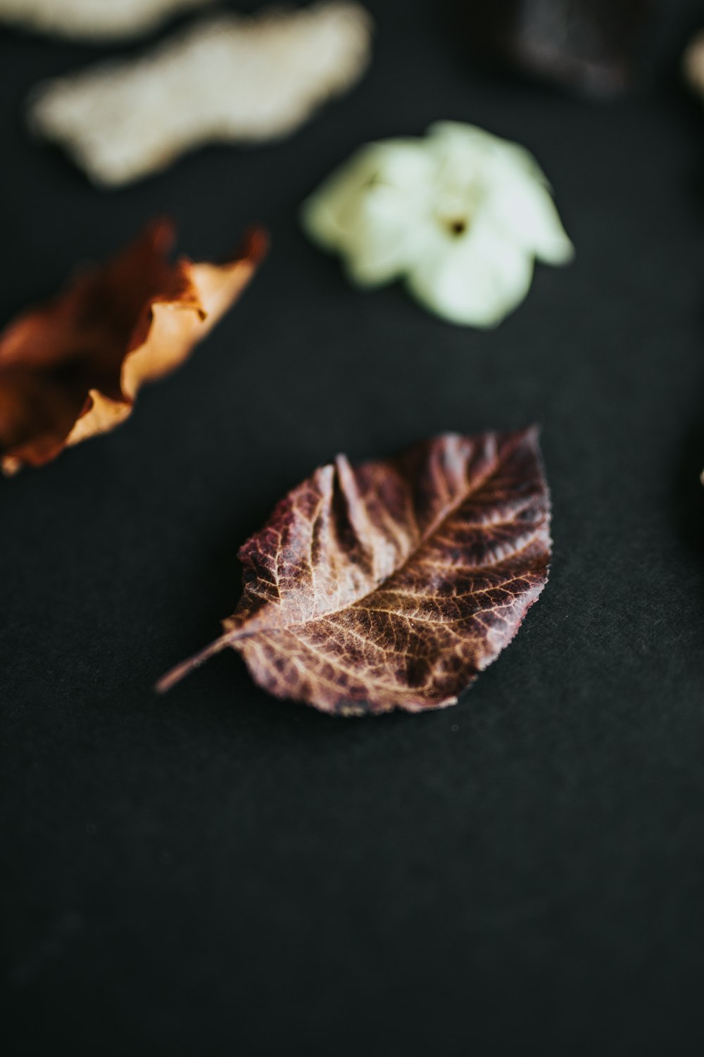 brown dry leaf on black surface