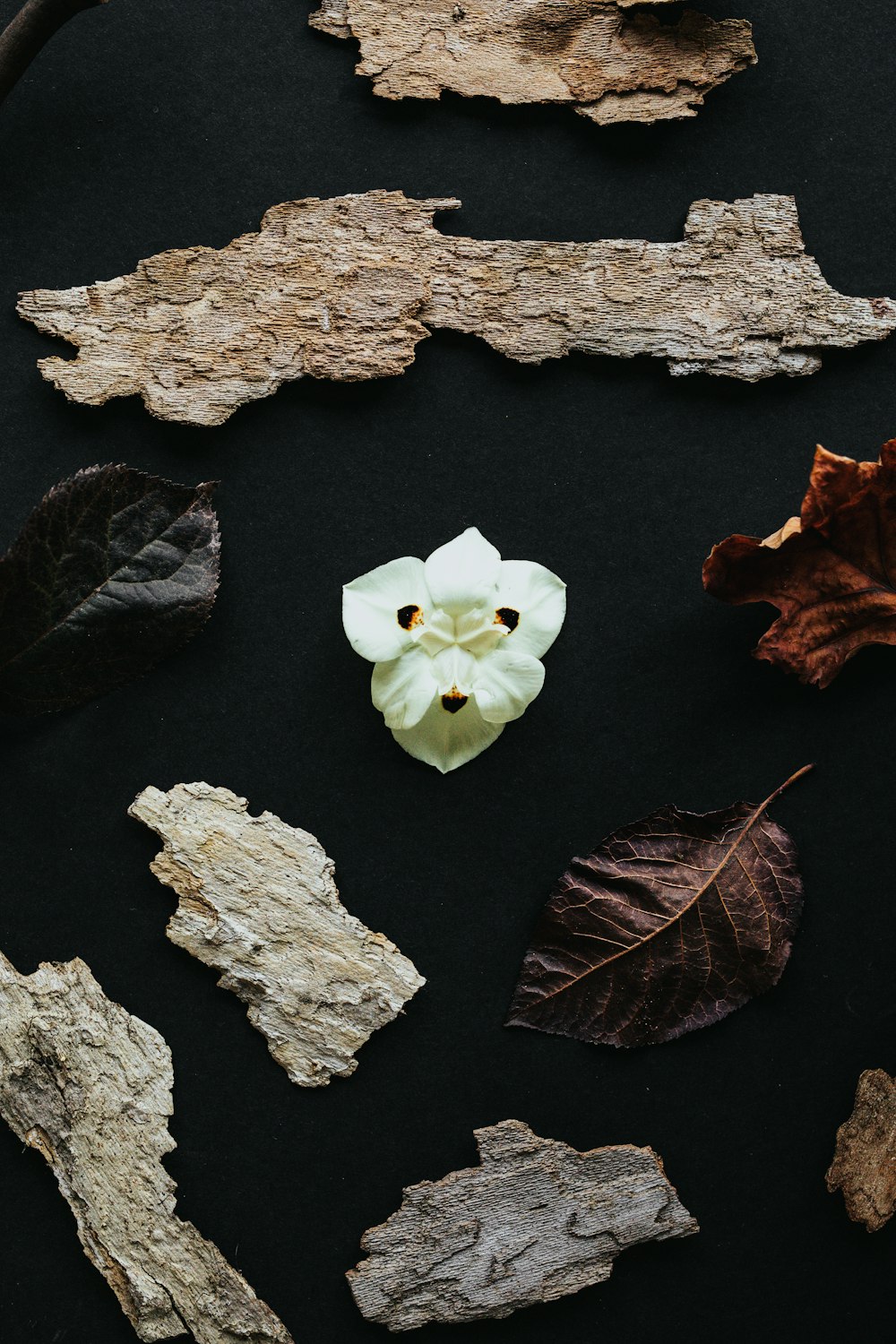 white-petaled flower