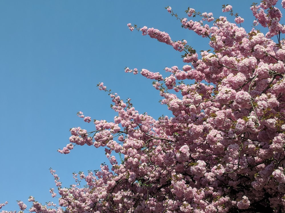 pink blossom tree
