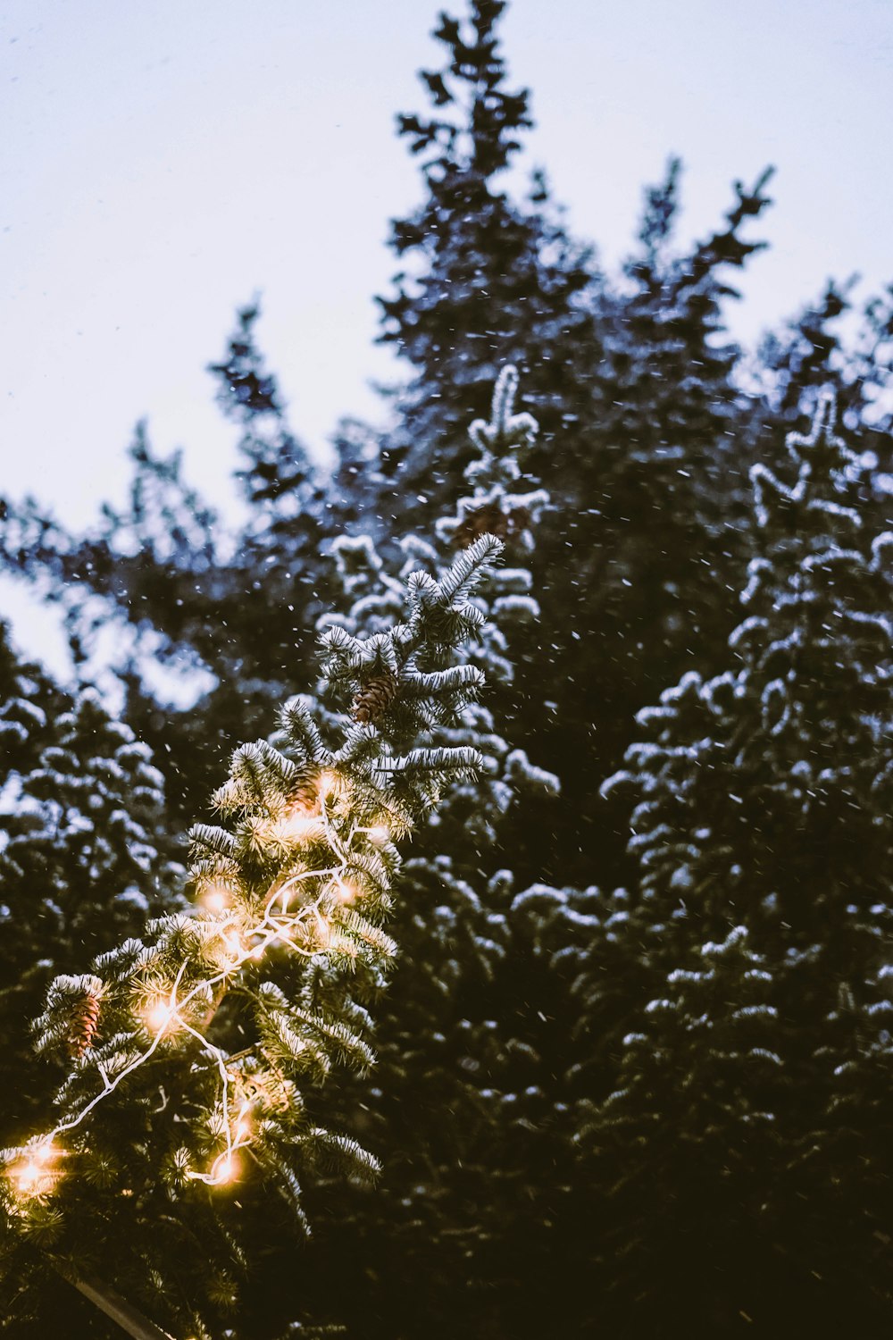 albero ghiacciato verde