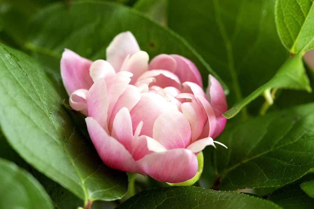 pink petaled flower