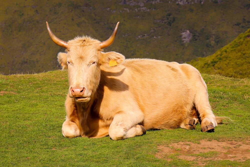 brown bull resting on grass