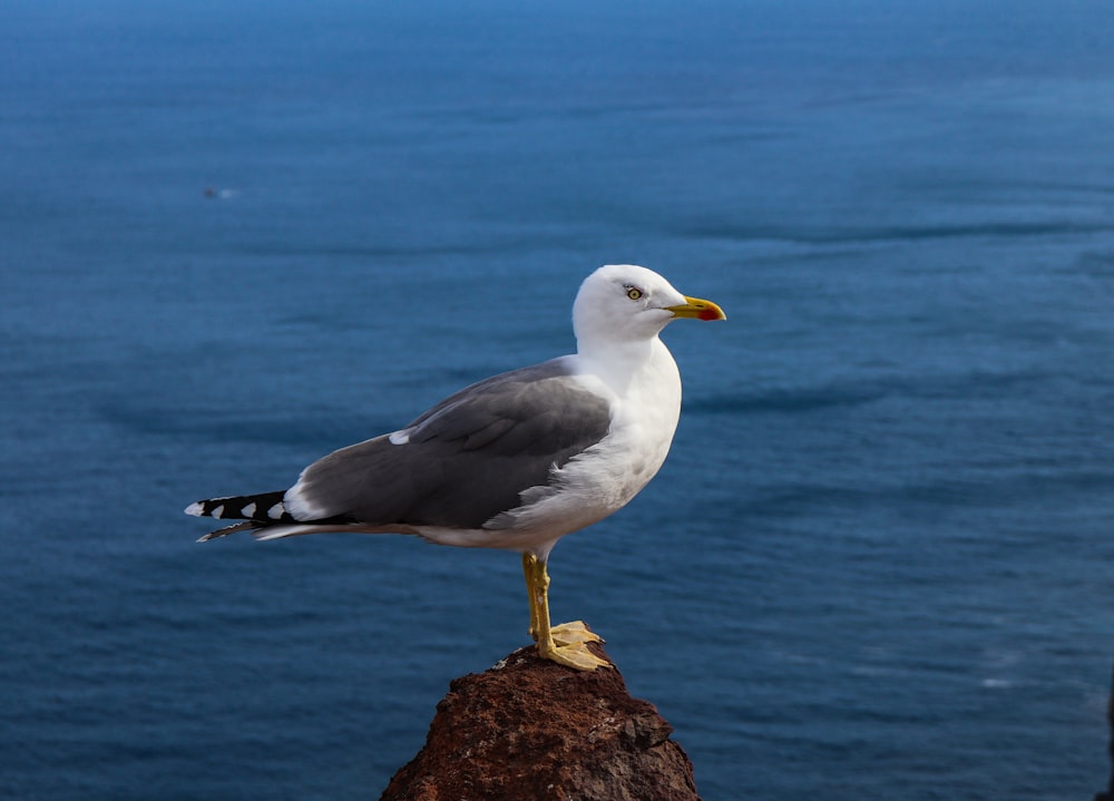 white and gray bird standing on rock