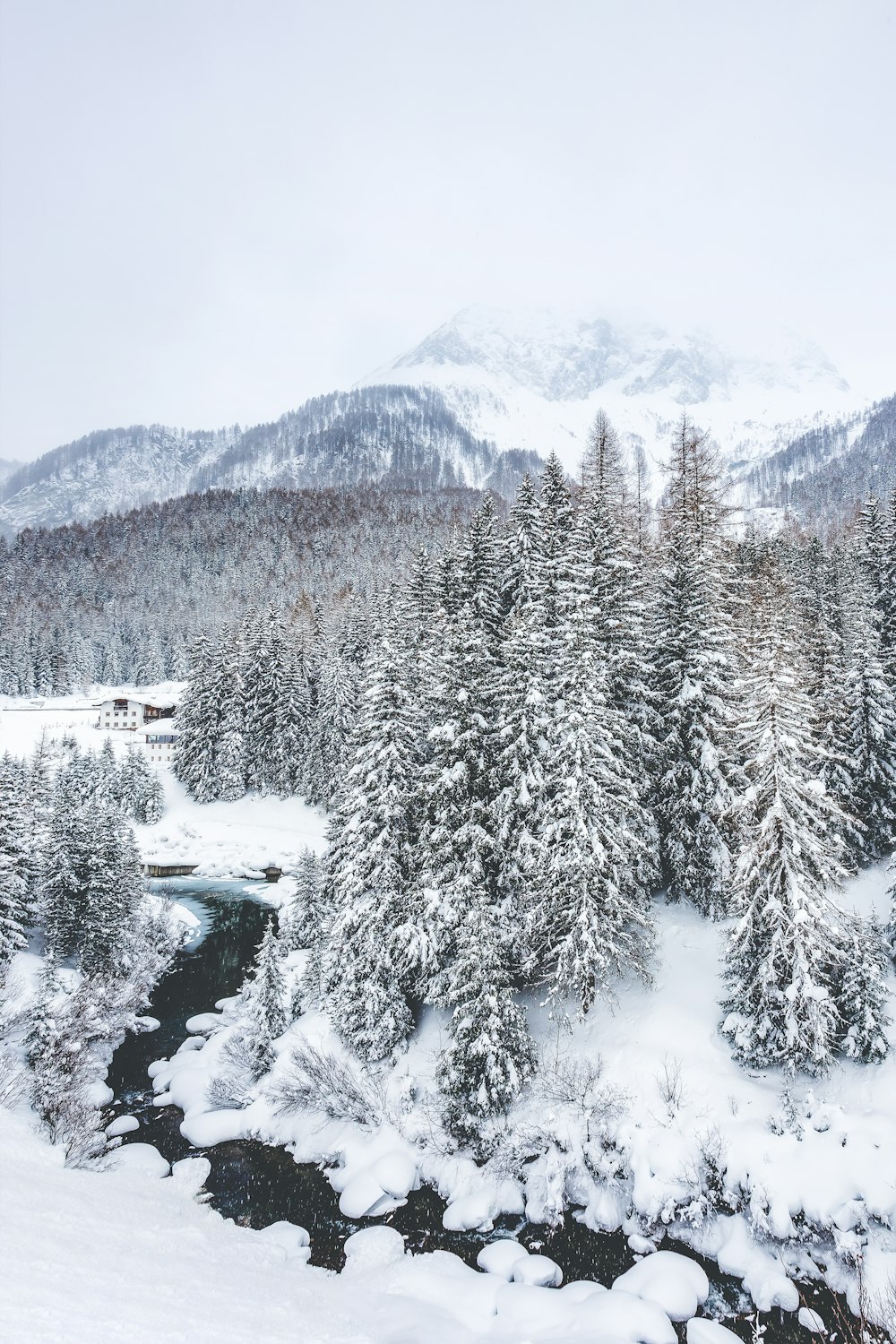 aerial photography of snow-covered trees and terrain during daytime