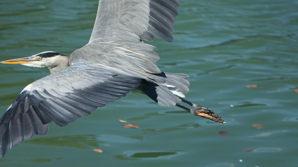 black and gray bird flying over body of water during daytime