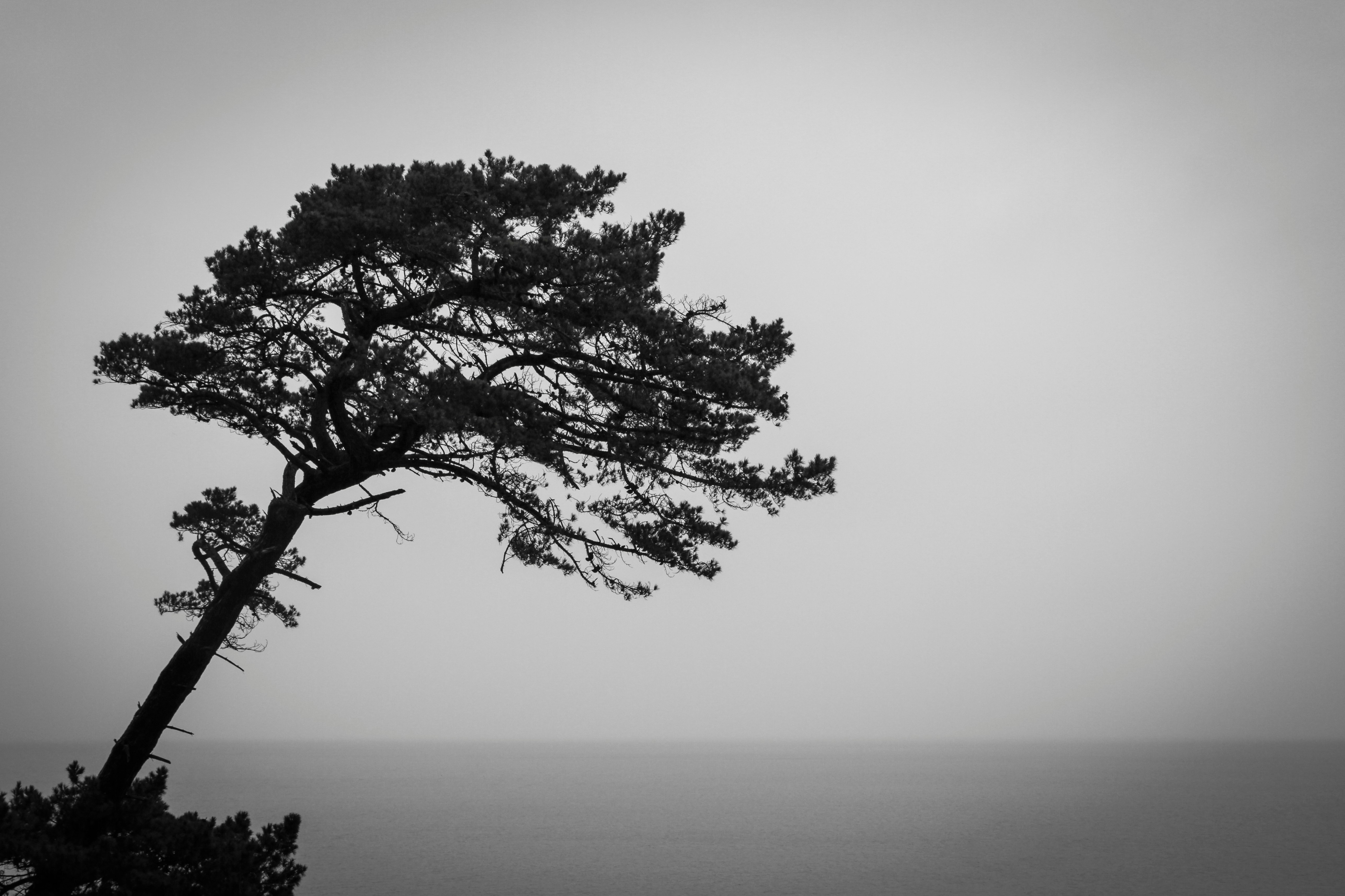 silhouette of tree near calm sea