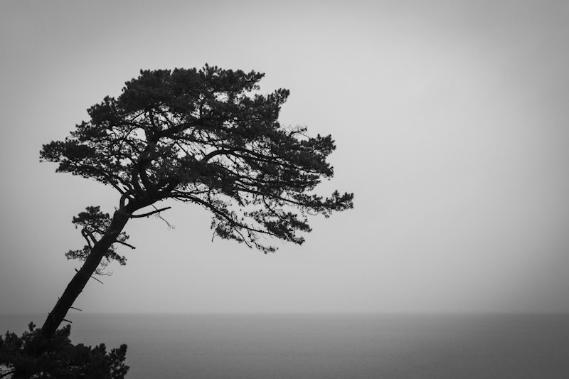 Silhouette of tree near calm sea