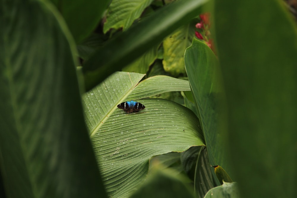 black and blue butterfly on green leaf