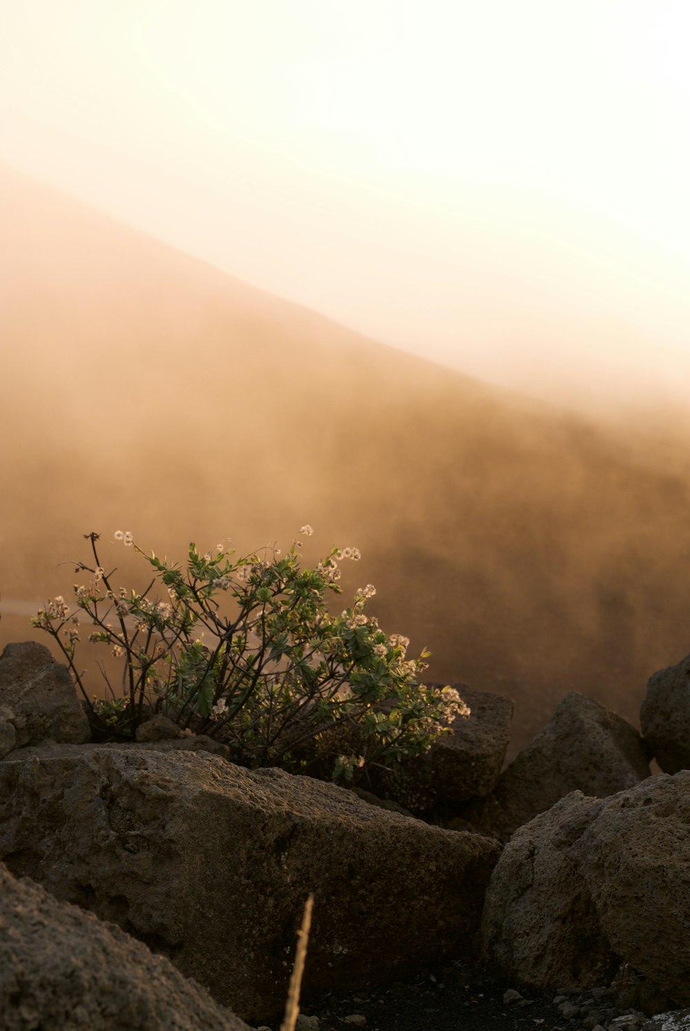 selective focus photography of flowers on rock