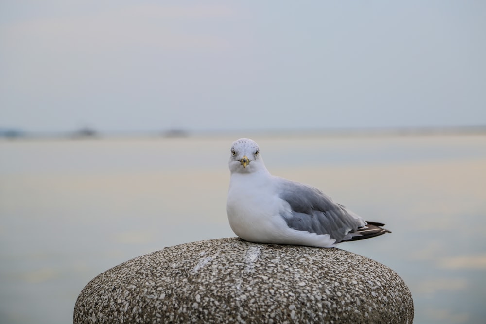 white and grey bird on rock