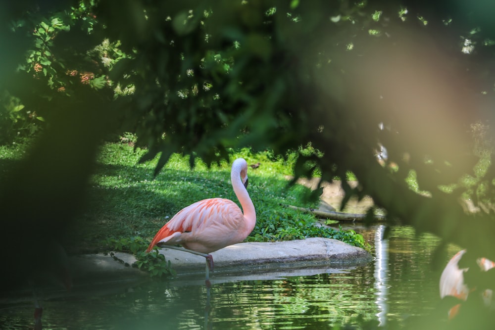flamingo on body of water