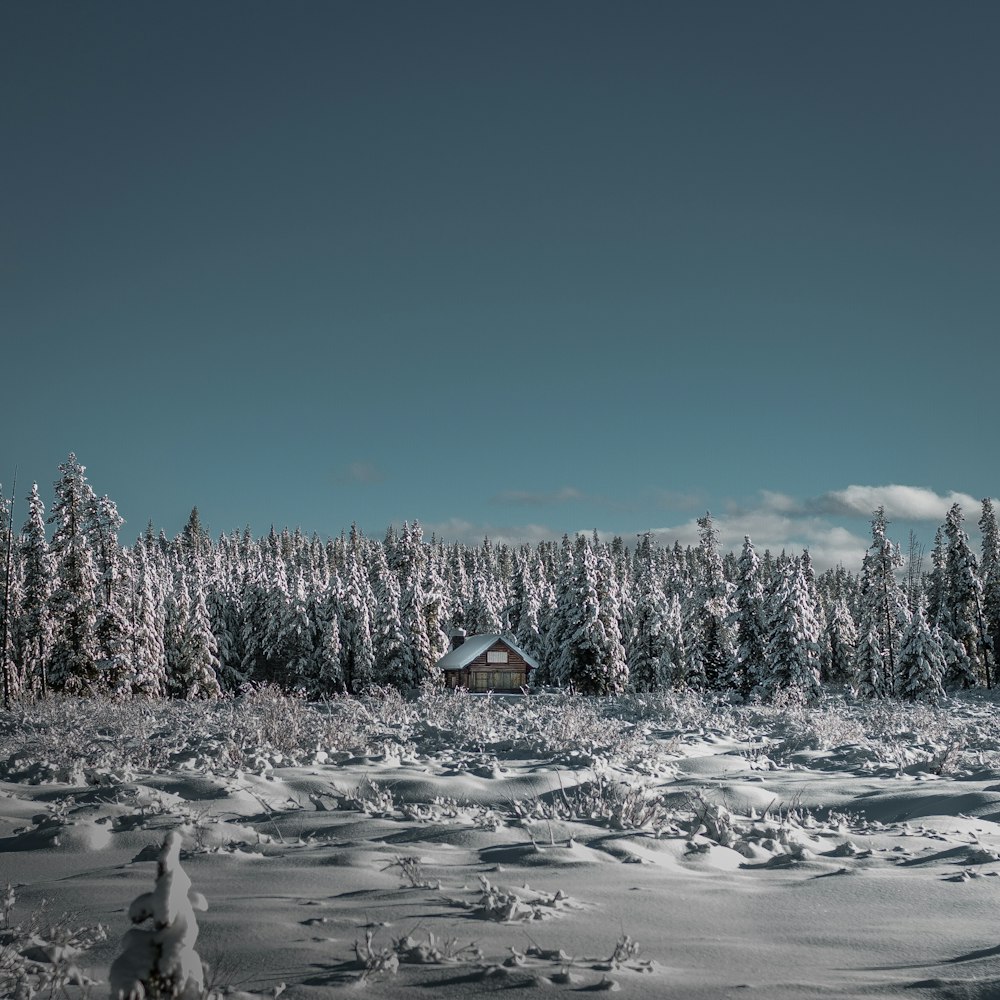 pine trees coated with snow