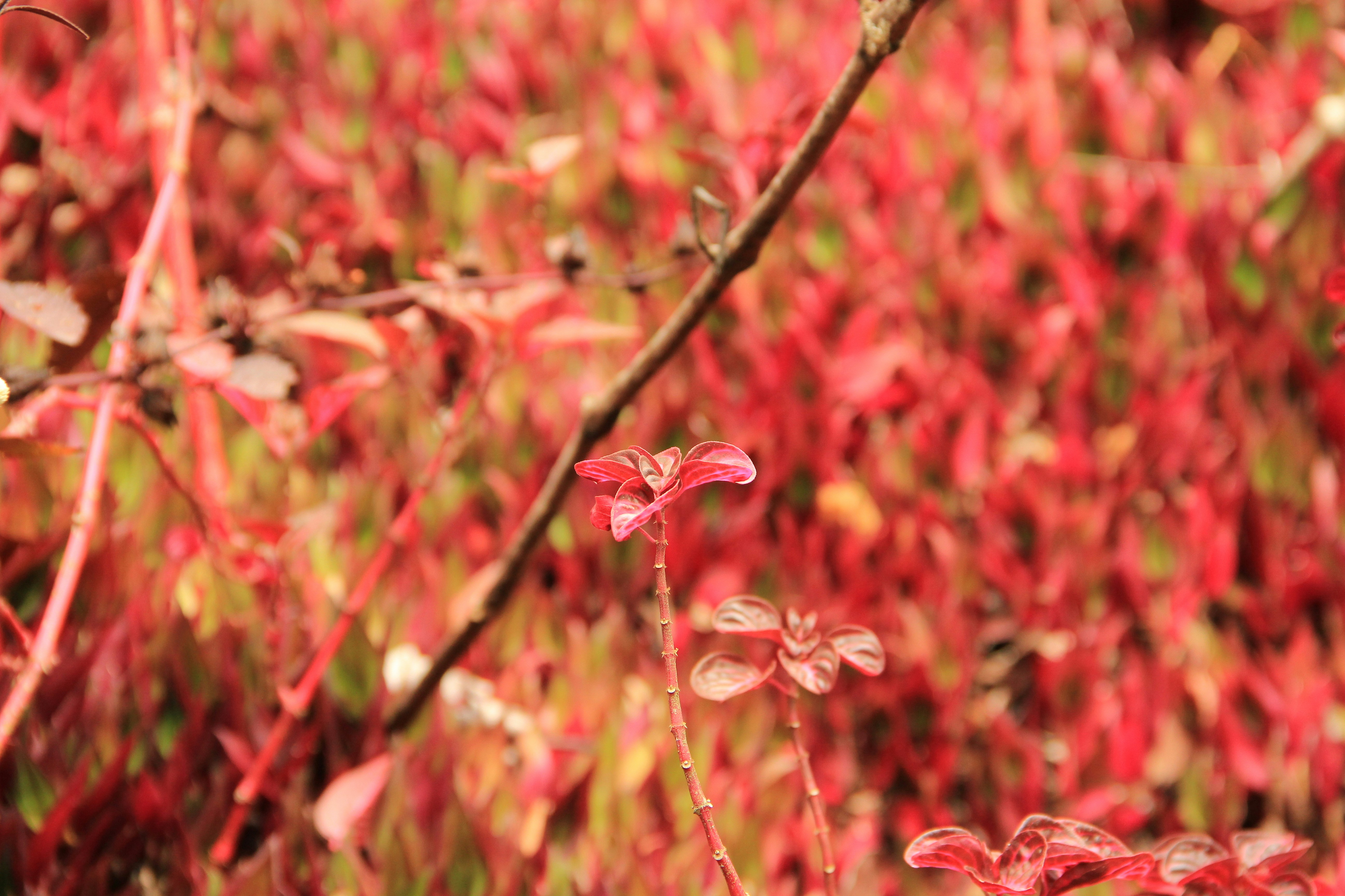 Photo by andresloquesea