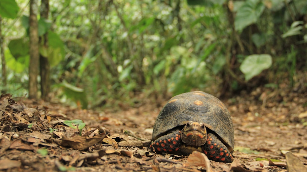 Graue Schildkröte