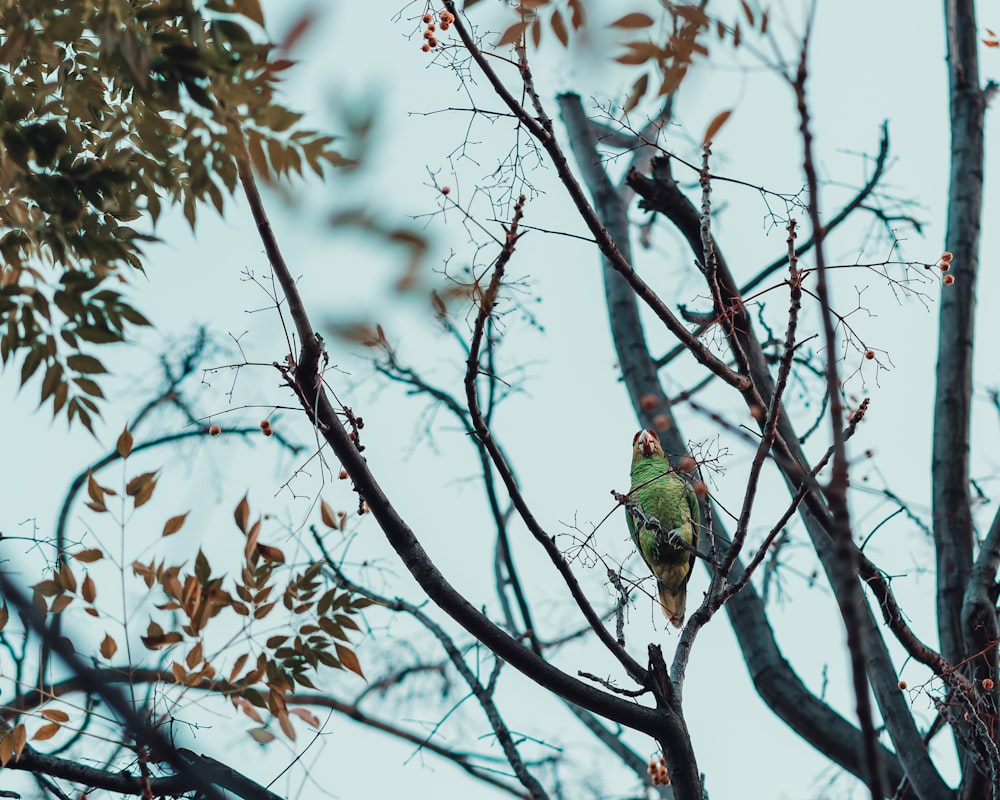 green bird on tree branch