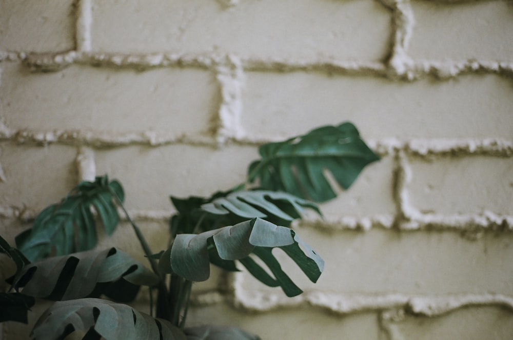 plante à feuilles vertes