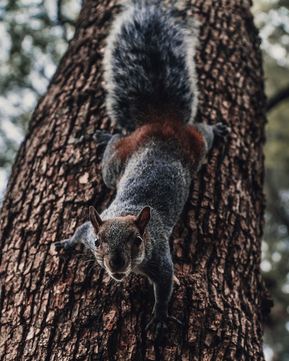 gray squirrel going down the tree