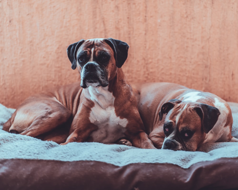 two tan dogs