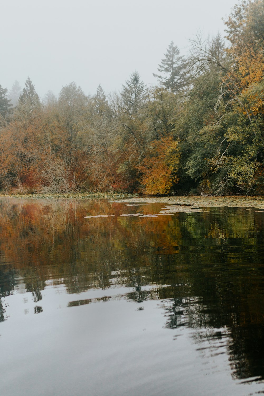 trees by the lake