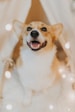 adult white and tan corgi