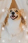 adult white and tan corgi