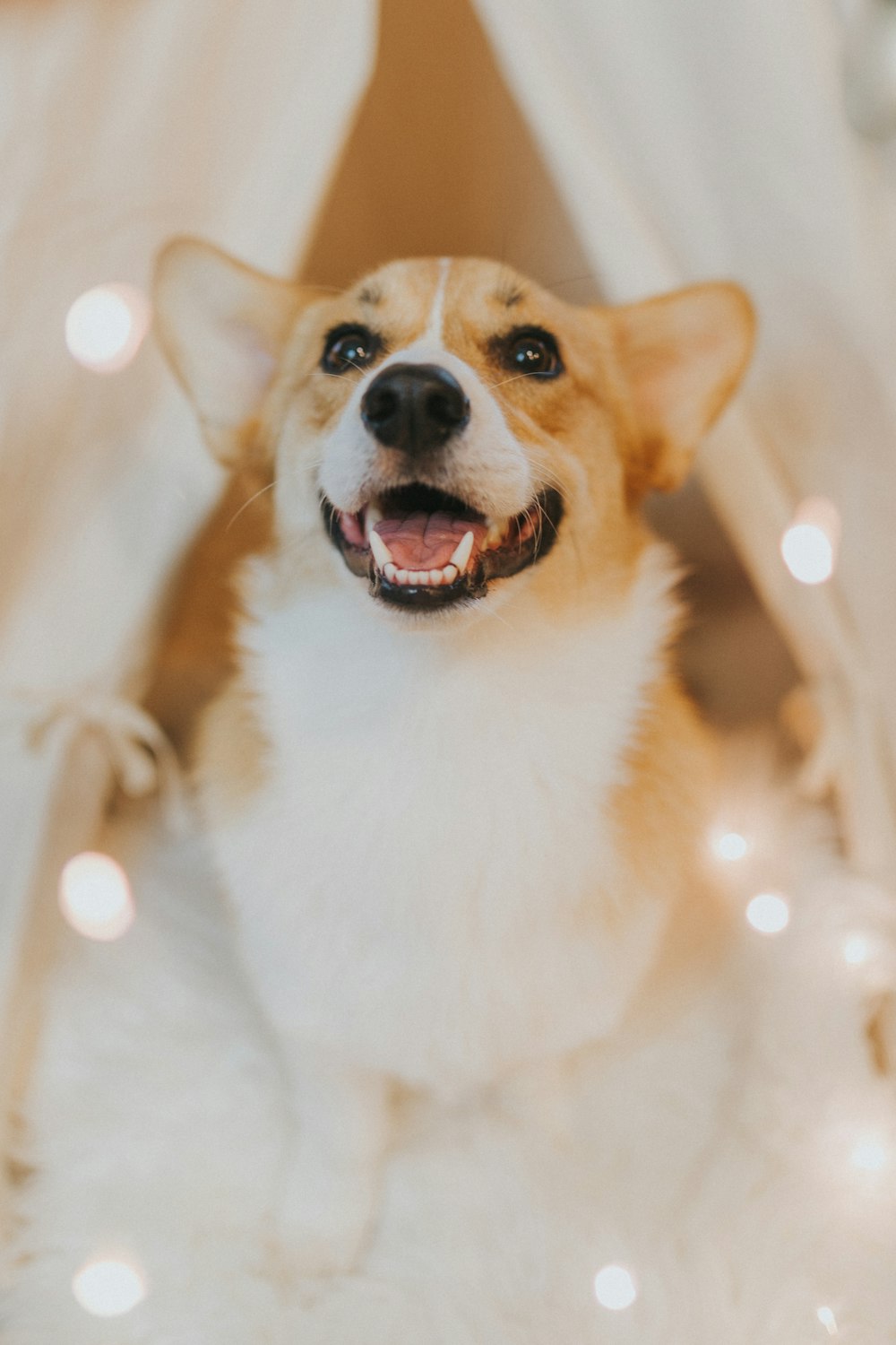 adult white and tan corgi