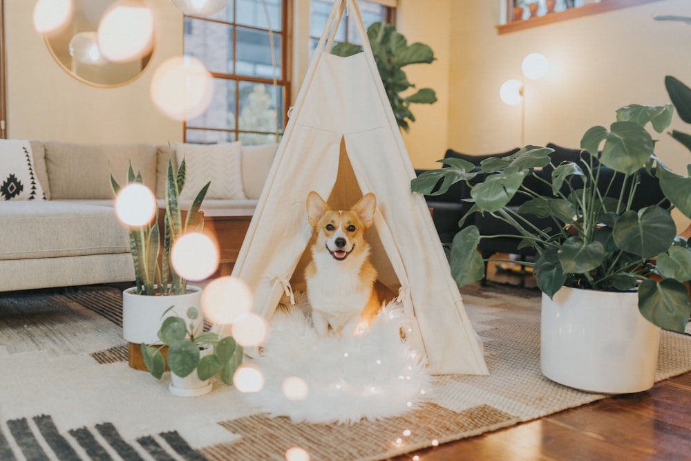 白い小屋の下に座っている茶色と白の犬