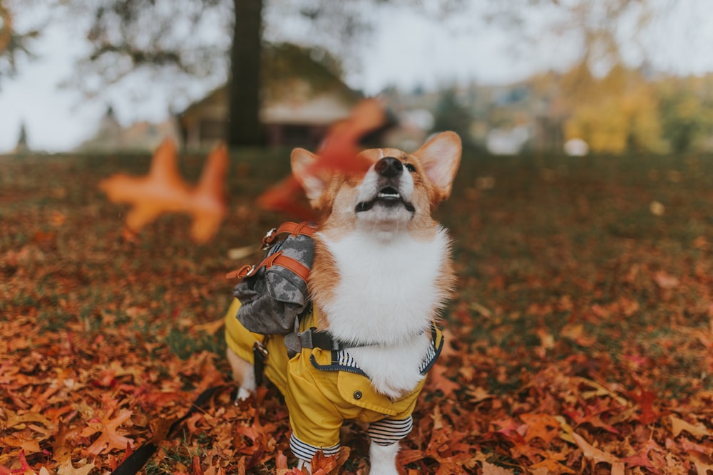 weißer Hund auf dem Boden