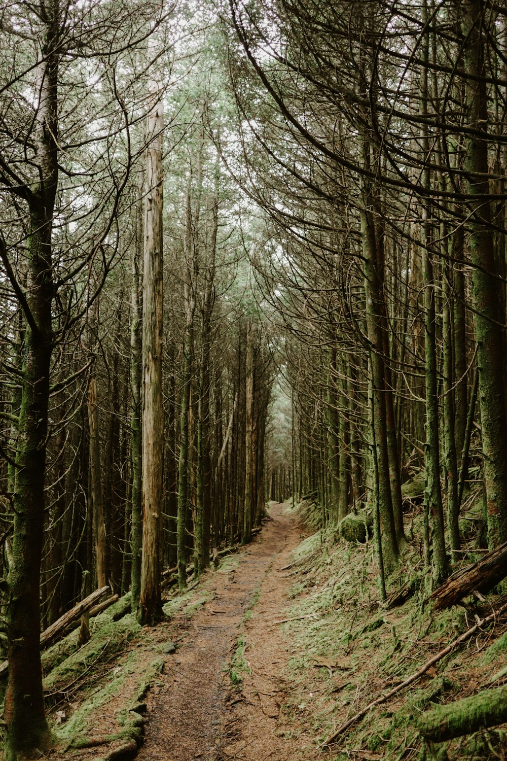 green and brown trees