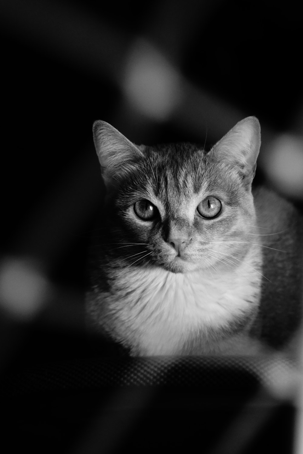 medium-haired cat sitting on surface