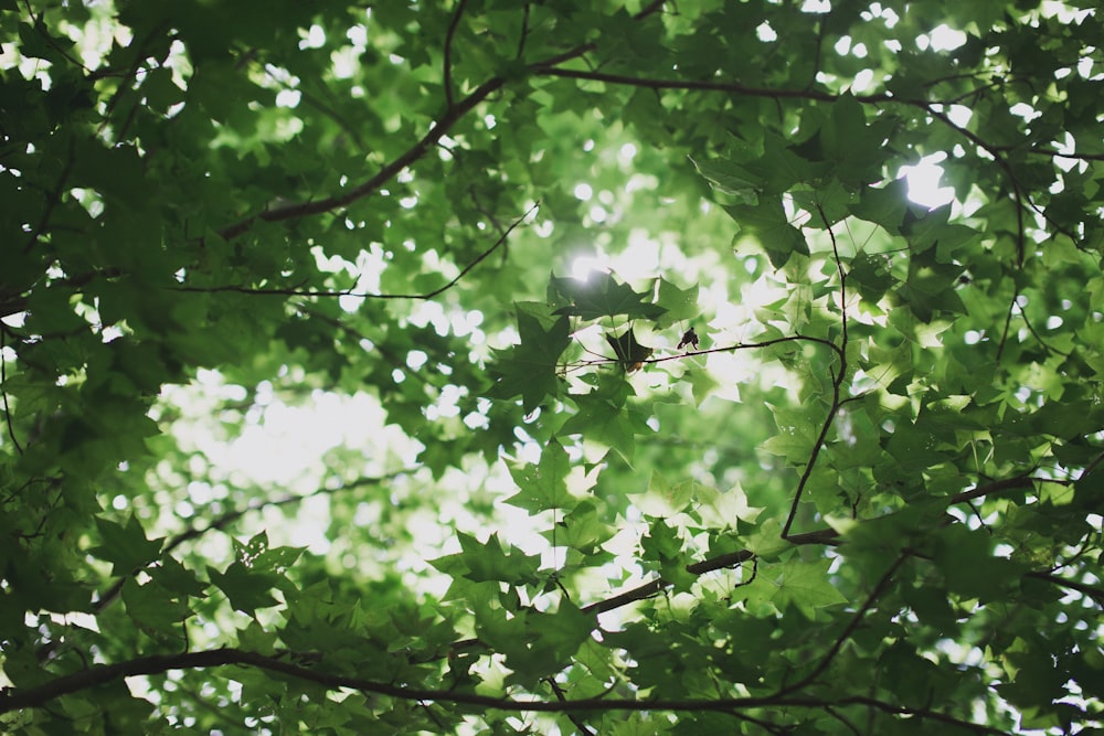 photo d’arbre à feuilles vertes
