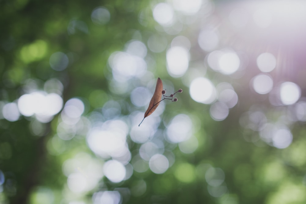 macro shot of brown leaf