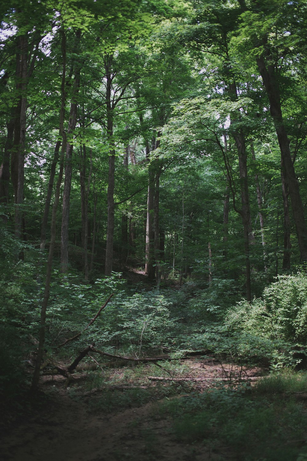 foresta con alberi alti e verdi durante il giorno