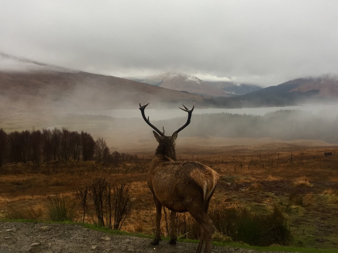 Tundra photo spot A82 Aviemore