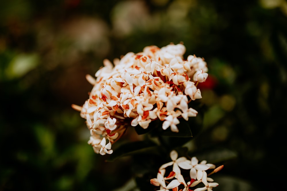 white petaled flower bloom during daytime selective focus photography