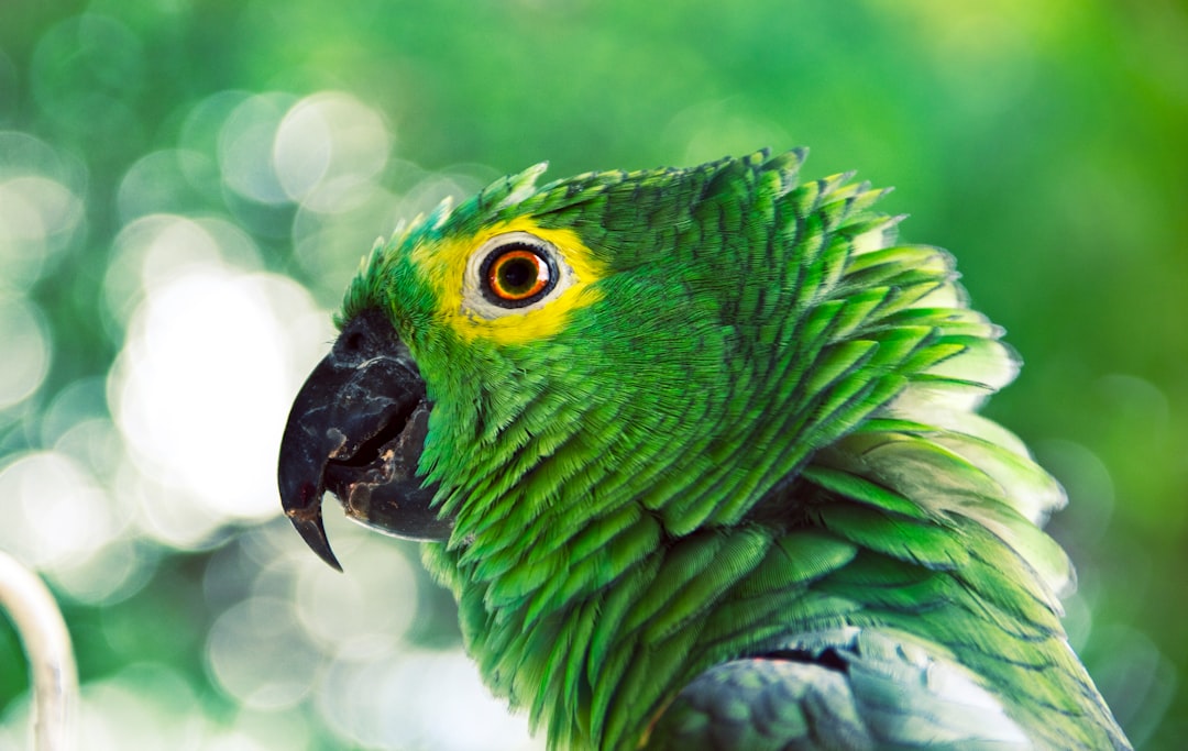 green parrot closeup photo