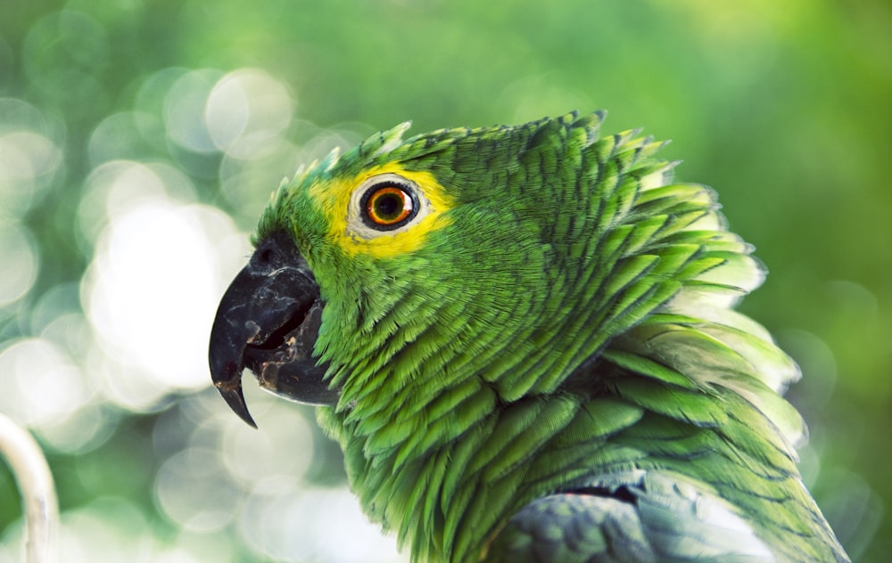 green parrot closeup photo