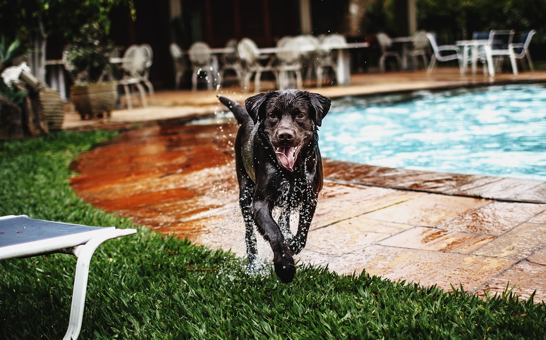 black Labrador retriever running beside swimming pool
