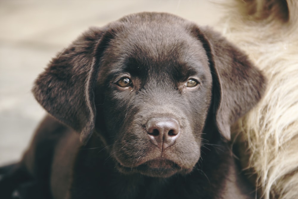 black labrador retriever puppy